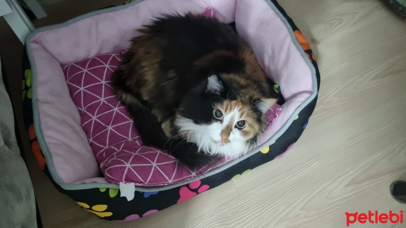 Tekir Kedi, Kedi  mia fotoğrafı