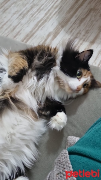 Tekir Kedi, Kedi  mia fotoğrafı