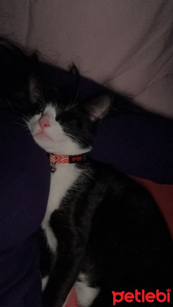 Tekir Kedi, Kedi  Lavi fotoğrafı