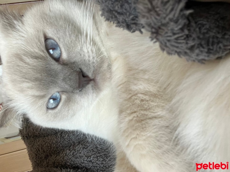 British Shorthair, Kedi  Pia fotoğrafı