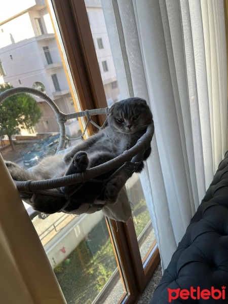 Scottish Fold, Kedi  misbon fotoğrafı