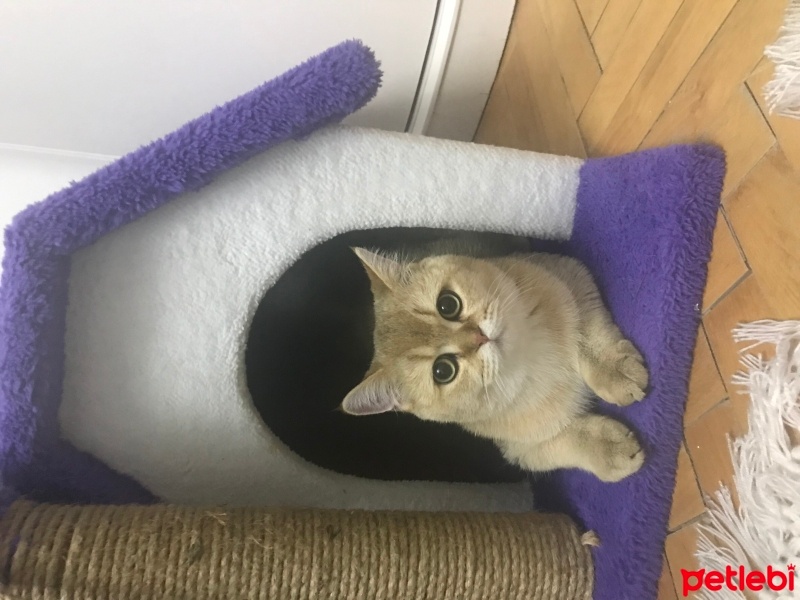 British Shorthair, Kedi  Efe fotoğrafı