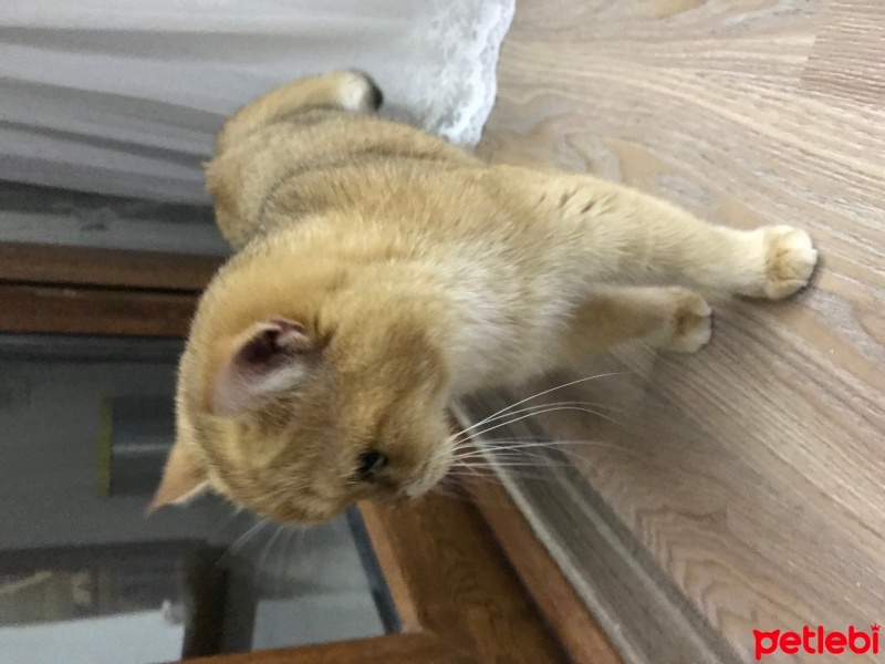 British Shorthair, Kedi  Efe fotoğrafı