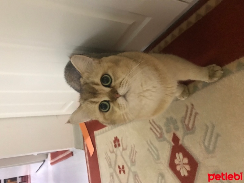 British Shorthair, Kedi  Efe fotoğrafı