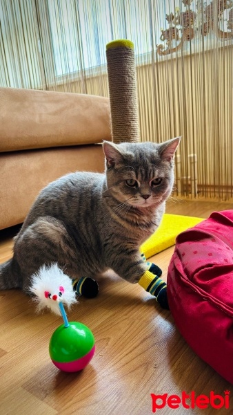 British Shorthair, Kedi  Merlin fotoğrafı