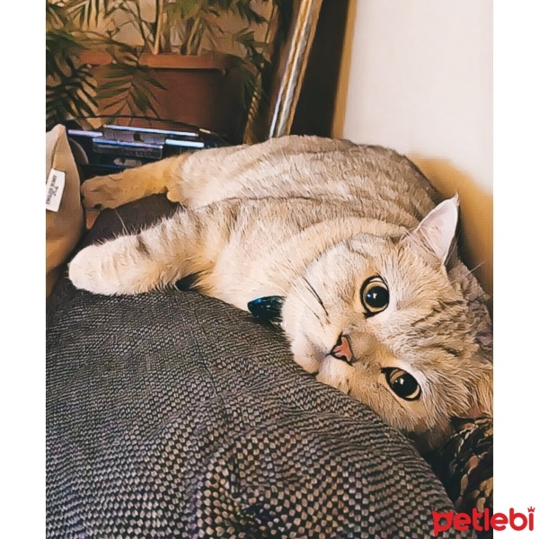 British Shorthair, Kedi  Aslan fotoğrafı