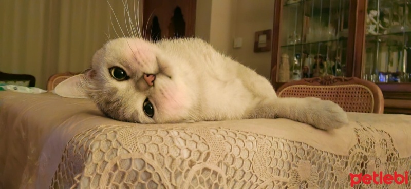 British Shorthair, Kedi  Aslan fotoğrafı