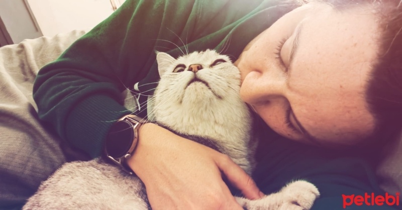 British Shorthair, Kedi  Aslan fotoğrafı