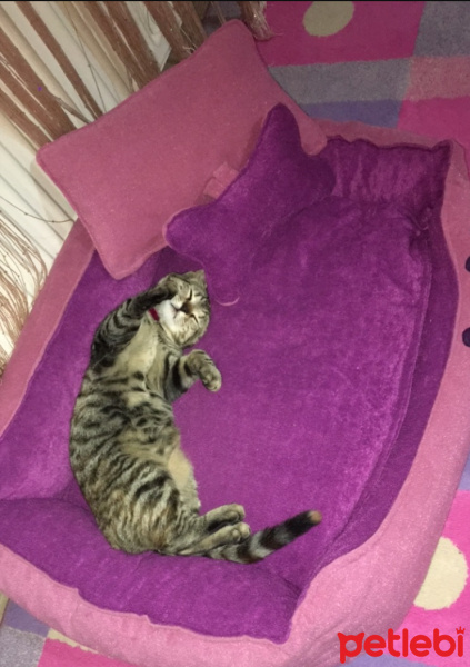 Tekir Kedi, Kedi  Prenses fotoğrafı