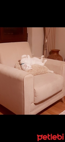 British Shorthair, Kedi  Casper fotoğrafı