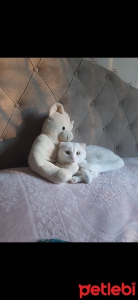 British Shorthair, Kedi  Casper fotoğrafı