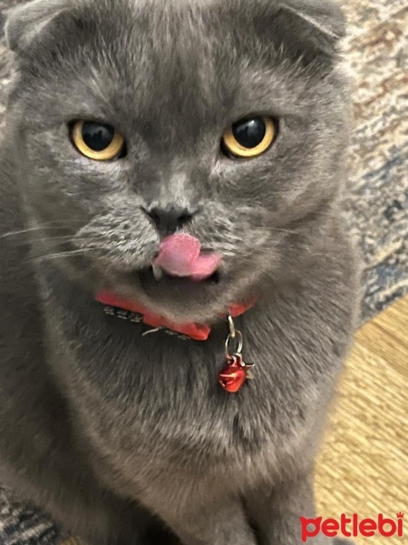 Scottish Fold, Kedi  PONCH fotoğrafı