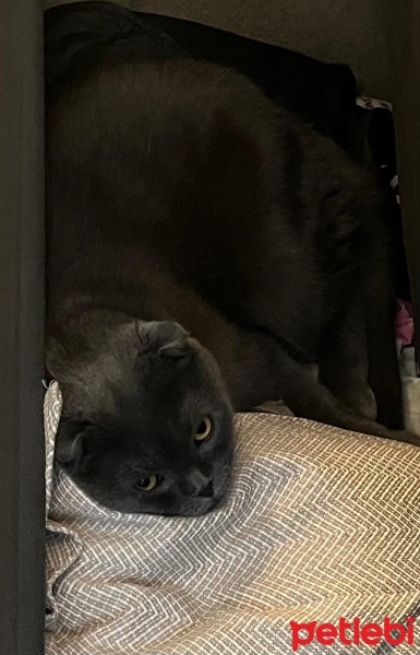 Scottish Fold, Kedi  PONCH fotoğrafı