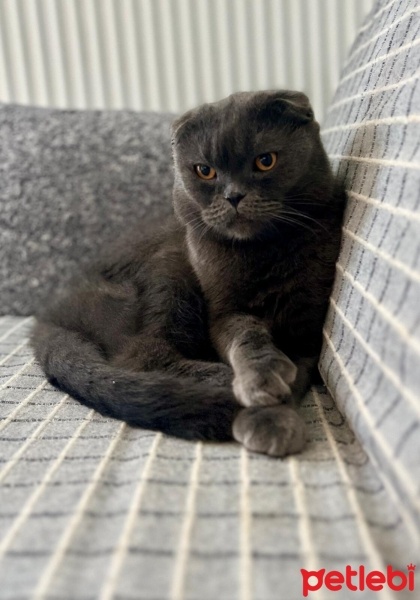 Scottish Fold, Kedi  PONCH fotoğrafı