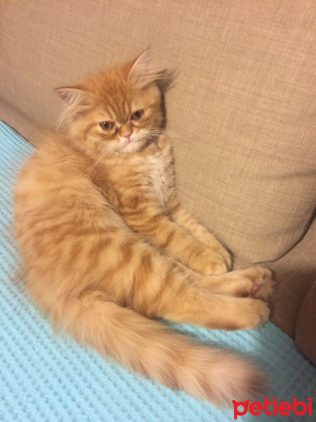 Chinchilla, Kedi  Badem fotoğrafı