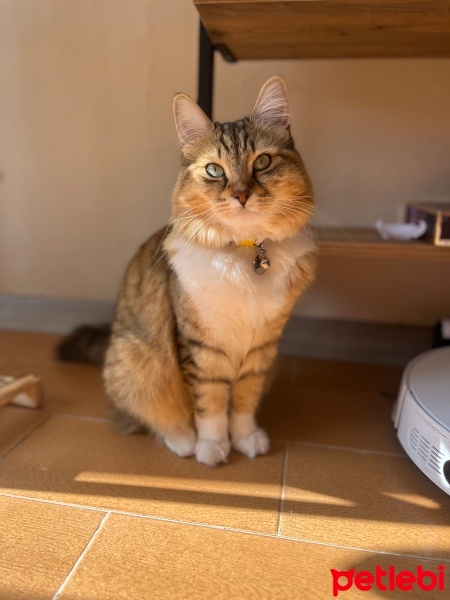 Maine Coon, Kedi  Muhterem fotoğrafı
