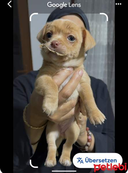 Chihuahua, Köpek  Yavru fotoğrafı