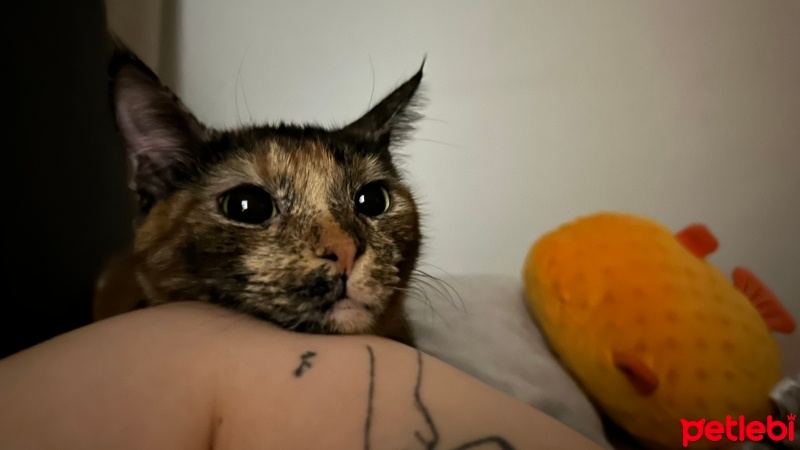 Tekir Kedi, Kedi  Hera fotoğrafı