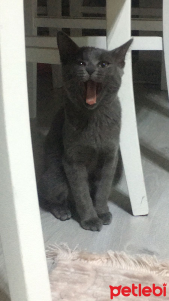 Mavi Rus, Kedi  Badem fotoğrafı
