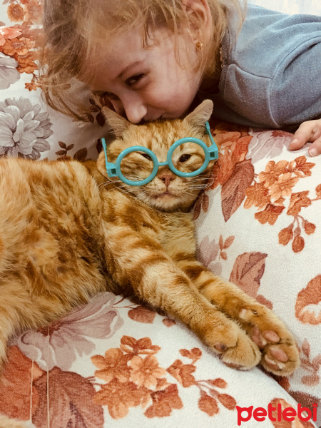 Tekir Kedi, Kedi  Garfield fotoğrafı