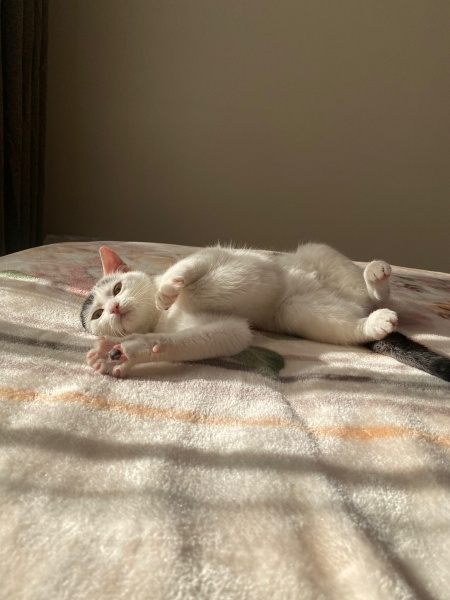 Tekir Kedi, Kedi  bıdık fotoğrafı