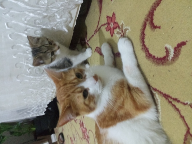 Sarman, Kedi  Prens fotoğrafı