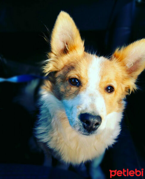 Cardigan Welsh Corgi, Köpek  Köpük fotoğrafı