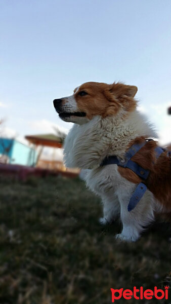 Cardigan Welsh Corgi, Köpek  Köpük fotoğrafı