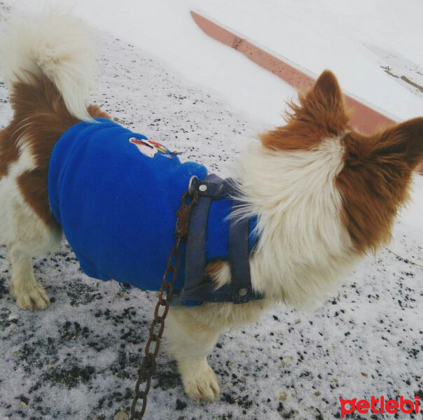 Cardigan Welsh Corgi, Köpek  Köpük fotoğrafı