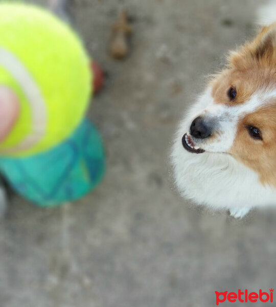 Cardigan Welsh Corgi, Köpek  Köpük fotoğrafı