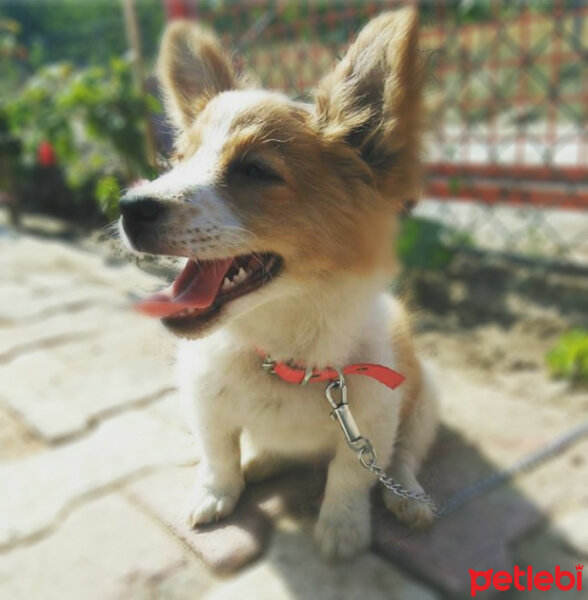 Cardigan Welsh Corgi, Köpek  Köpük fotoğrafı