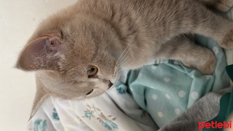 British Shorthair, Kedi  Luna fotoğrafı