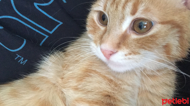 Tekir Kedi, Kedi  Helios fotoğrafı
