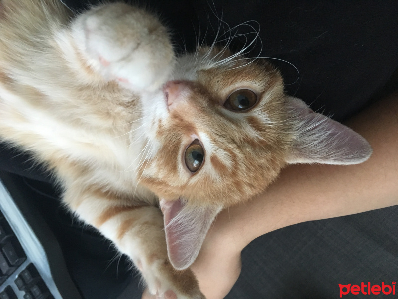 Tekir Kedi, Kedi  Helios fotoğrafı