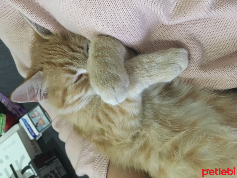 Tekir Kedi, Kedi  Helios fotoğrafı