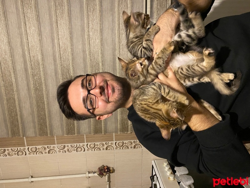 Tekir Kedi, Kedi  Adsız fotoğrafı