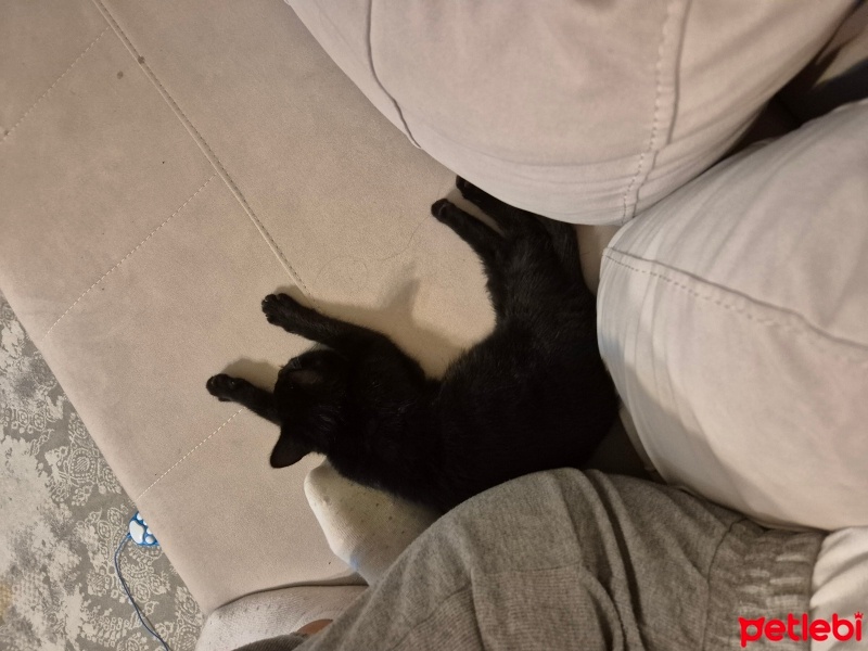 Tekir Kedi, Kedi  Esmer fotoğrafı