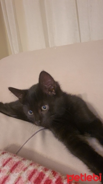 Tekir Kedi, Kedi  Esmer fotoğrafı