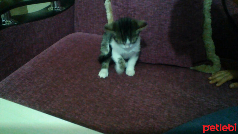 American Bobtail, Kedi  ÇAKIL fotoğrafı