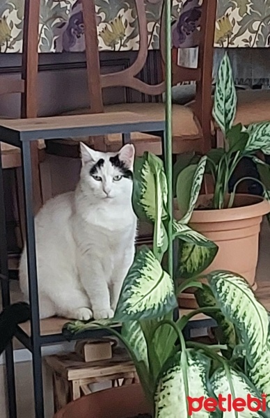 Tekir Kedi, Kedi  Hürrem fotoğrafı