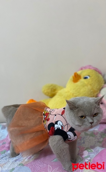 Scottish Fold, Kedi  Lavinia fotoğrafı