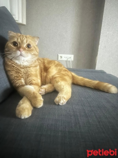 Scottish Fold, Kedi  Tahin fotoğrafı