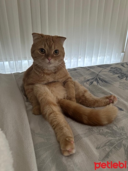 Scottish Fold, Kedi  Tahin fotoğrafı
