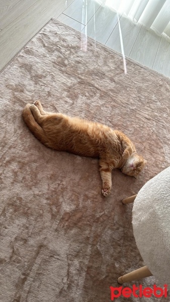 Scottish Fold, Kedi  Tahin fotoğrafı