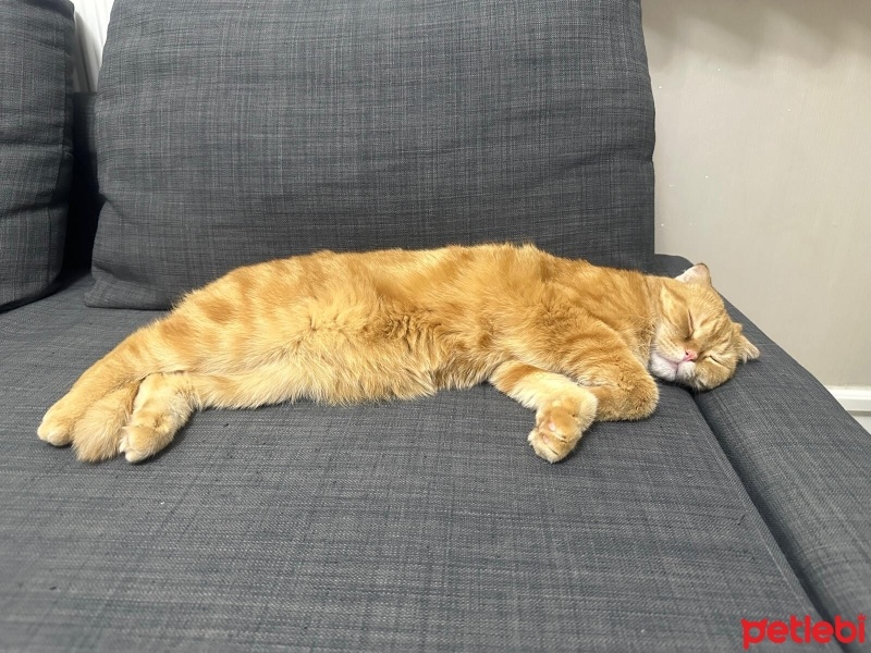 Scottish Fold, Kedi  Tahin fotoğrafı