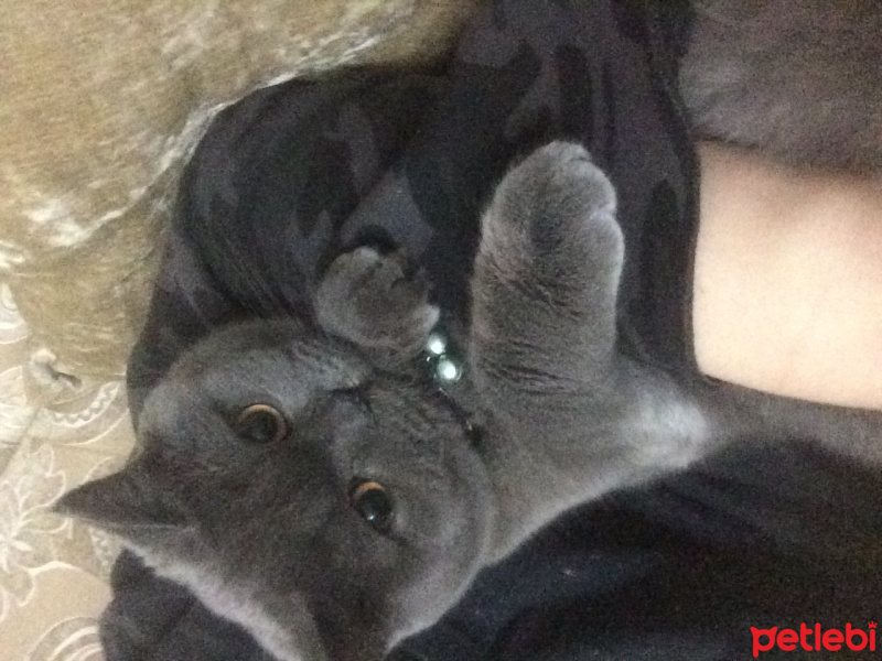 British Shorthair, Kedi  Duman fotoğrafı
