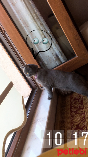 British Shorthair, Kedi  Duman fotoğrafı