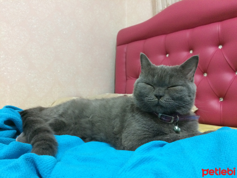 British Shorthair, Kedi  Duman fotoğrafı