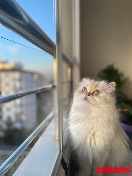 British Longhair, Kedi  Balım fotoğrafı