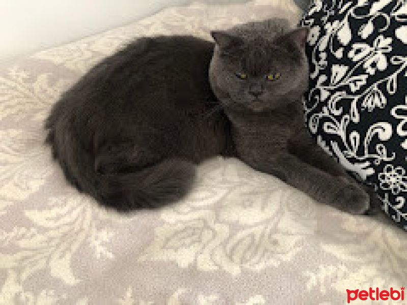 British Shorthair, Kedi  Marsi fotoğrafı